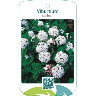 Viburnum carlesii