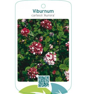 Viburnum carlesii ‘Aurora’