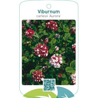Viburnum carlesii ‘Aurora’