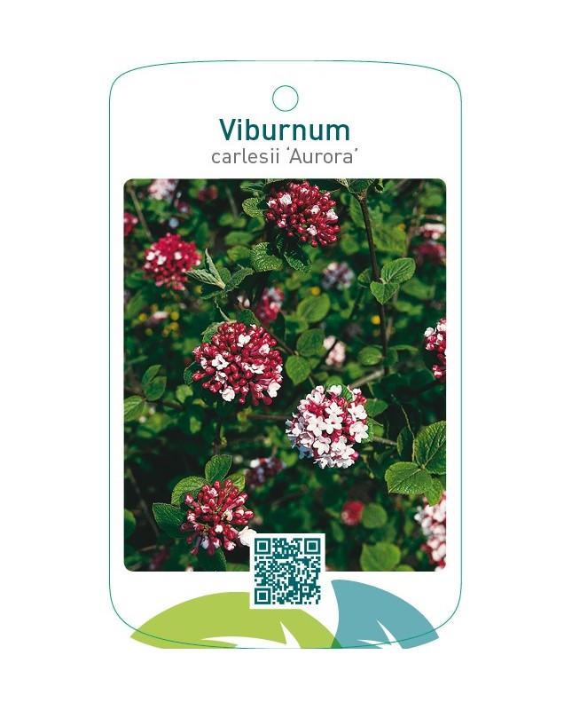 Viburnum carlesii ‘Aurora’