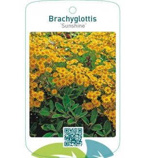 Brachyglottis ‘Sunshine’
