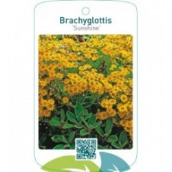 Brachyglottis ‘Sunshine’
