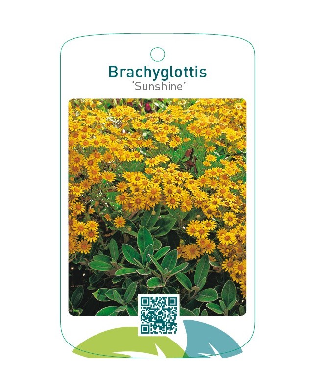 Brachyglottis ‘Sunshine’