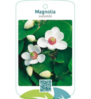 Magnolia sieboldii