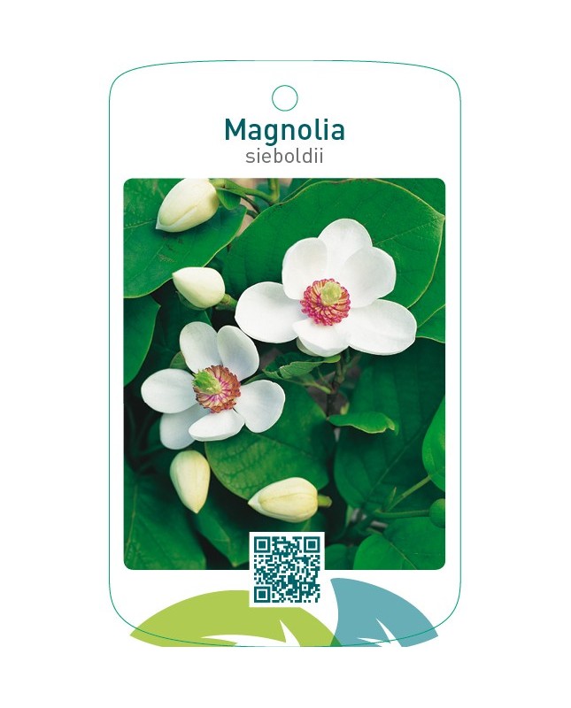 Magnolia sieboldii