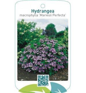 Hydrangea macrophylla ‘Mariesii Perfecta’  blauw