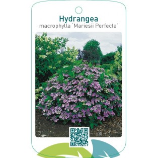 Hydrangea macrophylla ‘Mariesii Perfecta’  blauw