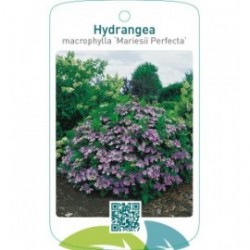 Hydrangea macrophylla ‘Mariesii Perfecta’  blauw