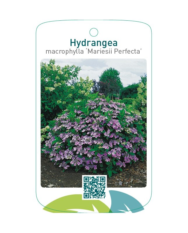 Hydrangea macrophylla ‘Mariesii Perfecta’  blauw
