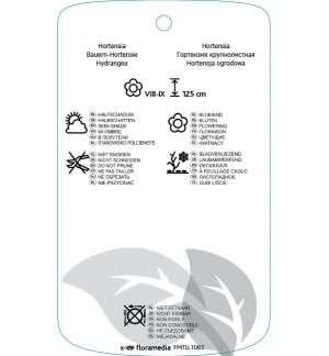 Etichette di Hydrangea macrophylla ‘Mariesii Perfecta’  blauw *