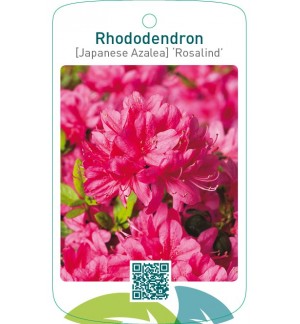 Rhododendron [Japanese Azalea] ‘Rosalind’