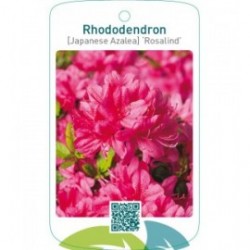 Rhododendron [Japanese Azalea] ‘Rosalind’