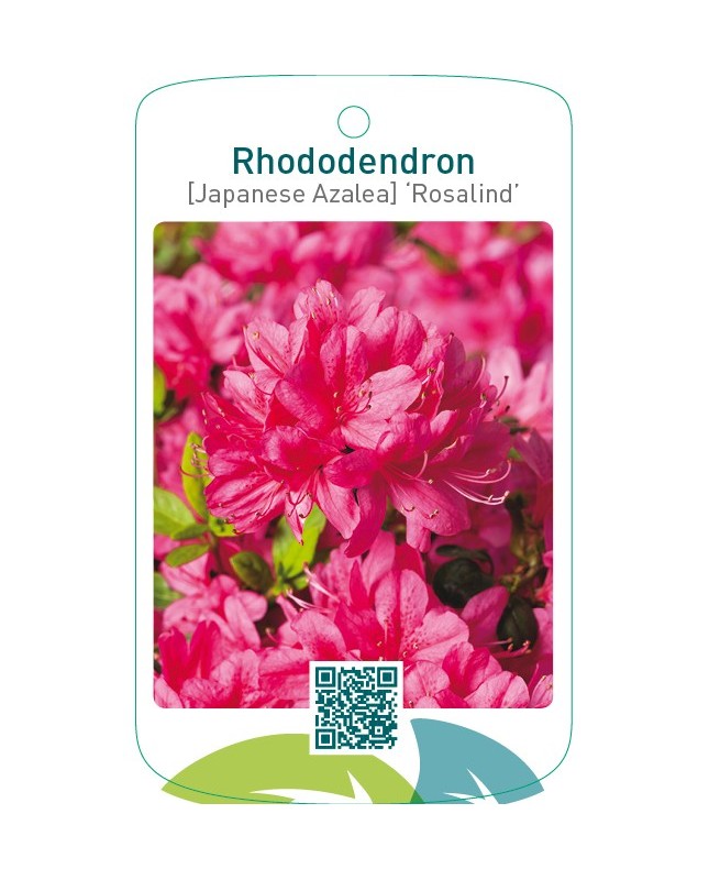 Rhododendron [Japanese Azalea] ‘Rosalind’