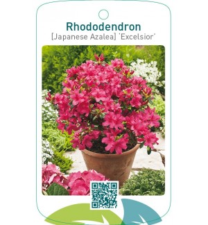 Rhododendron [Japanese Azalea] ‘Excelsior’