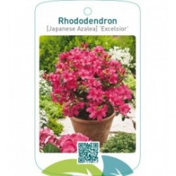 Rhododendron [Japanese Azalea] ‘Excelsior’
