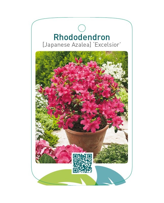Rhododendron [Japanese Azalea] ‘Excelsior’