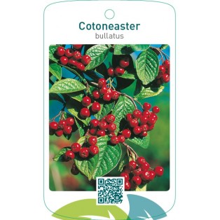 Cotoneaster bullatus