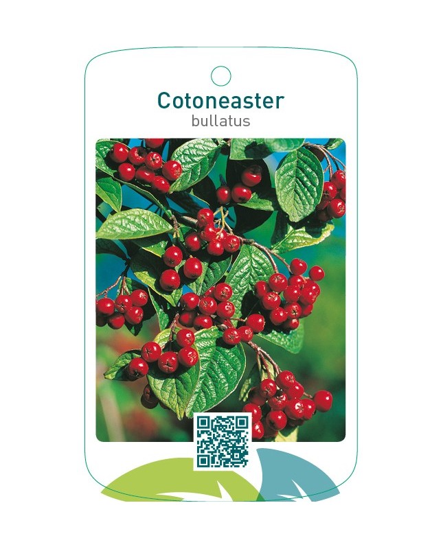 Cotoneaster bullatus