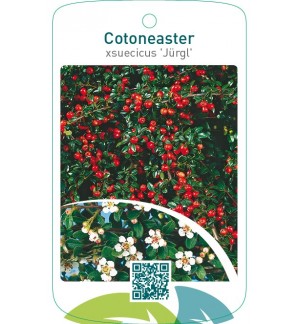 Cotoneaster xsuecicus ‘Jürgl’
