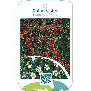 Cotoneaster xsuecicus ‘Jürgl’