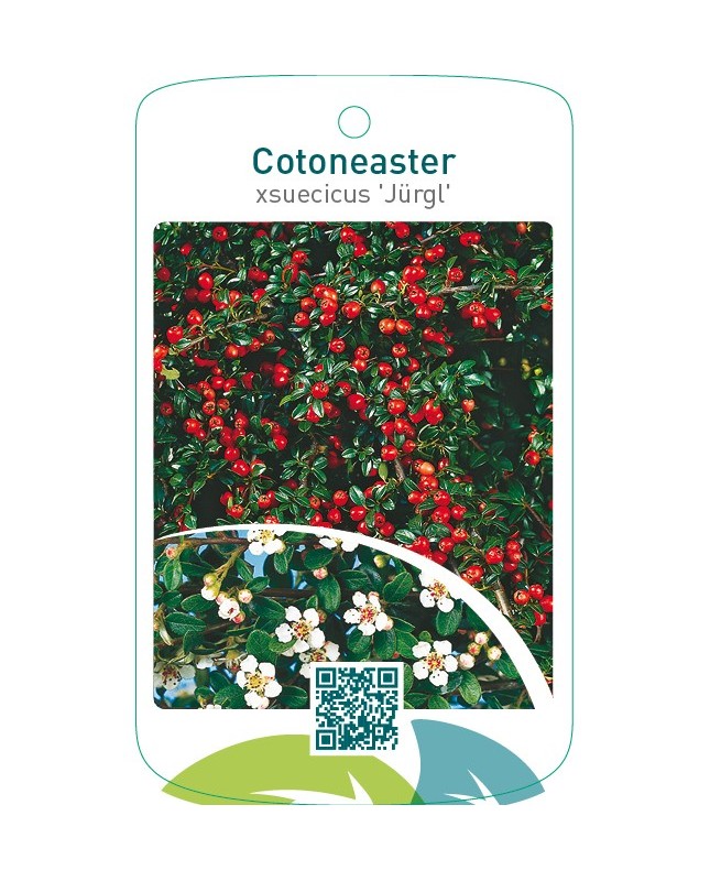 Cotoneaster xsuecicus ‘Jürgl’