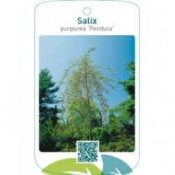 Salix purpurea ‘Pendula’