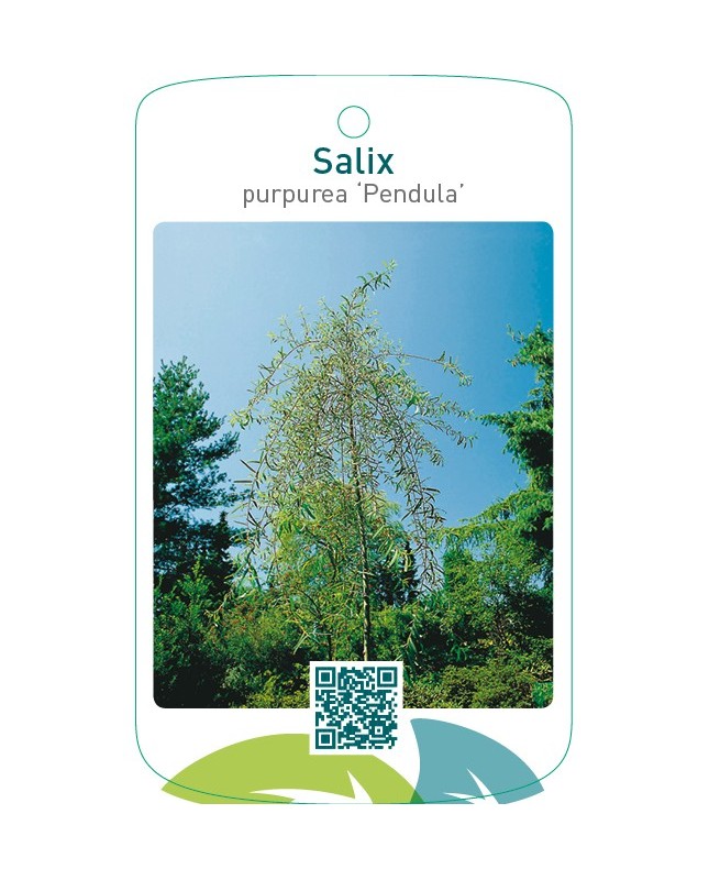 Salix purpurea ‘Pendula’