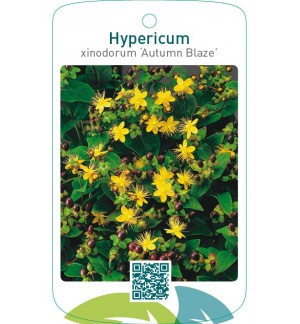 Hypericum xinodorum ‘Autumn Blaze’