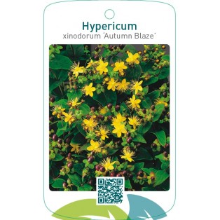 Hypericum xinodorum ‘Autumn Blaze’