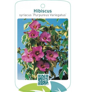 Hibiscus syriacus ‘Purpureus Variegatus’