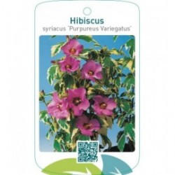 Hibiscus syriacus ‘Purpureus Variegatus’