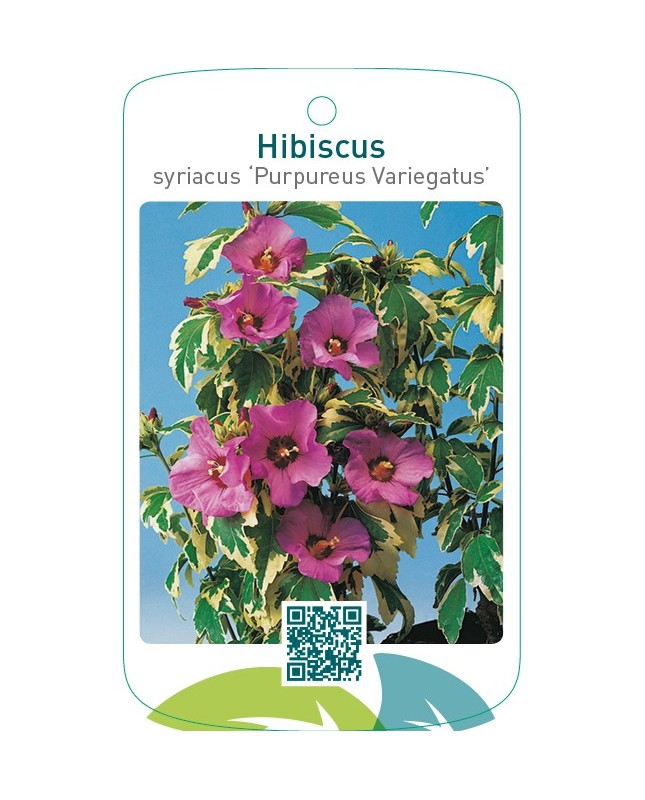 Hibiscus syriacus ‘Purpureus Variegatus’