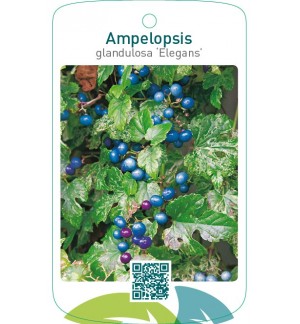 Ampelopsis glandulosa ‘Elegans’