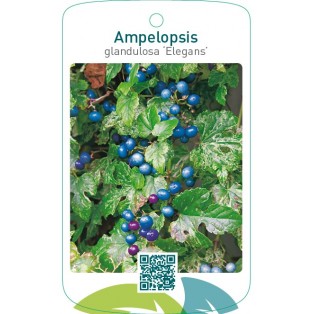 Ampelopsis glandulosa ‘Elegans’