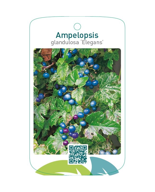 Ampelopsis glandulosa ‘Elegans’