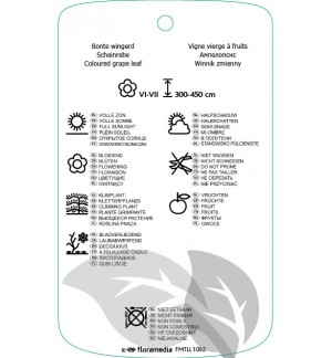 Etichette di Ampelopsis glandulosa ‘Elegans’ *