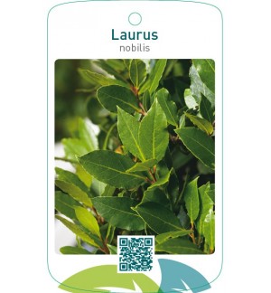 Laurus nobilis