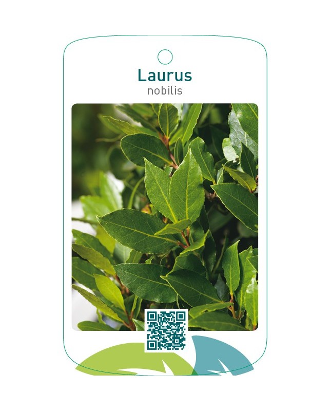 Laurus nobilis
