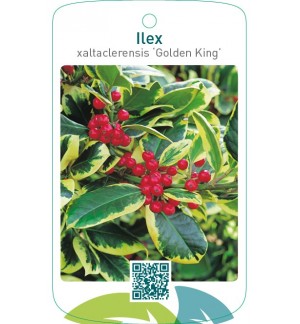 Ilex xaltaclerensis ‘Golden King’