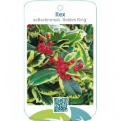 Ilex xaltaclerensis ‘Golden King’
