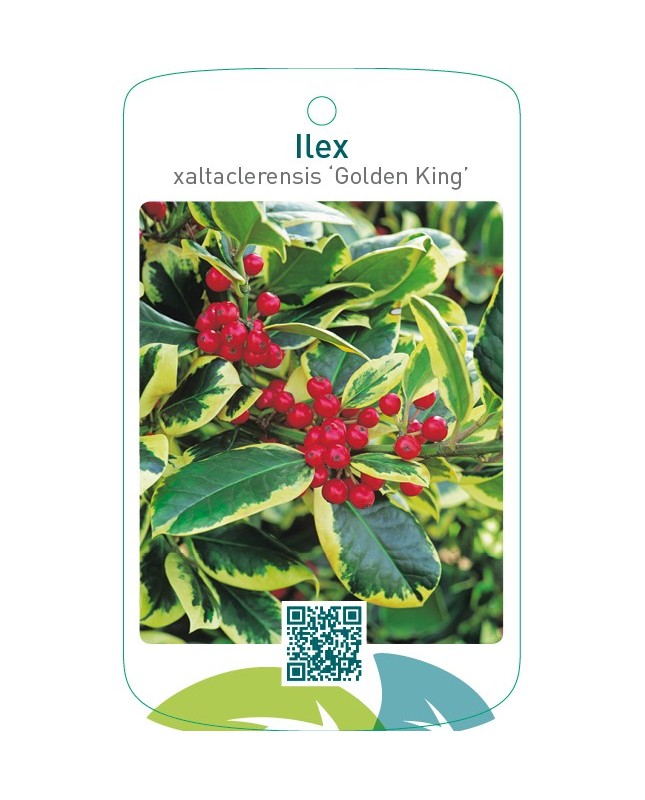 Ilex xaltaclerensis ‘Golden King’