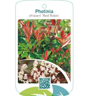 Photinia xfraseri ‘Red Robin’