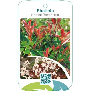 Photinia xfraseri ‘Red Robin’