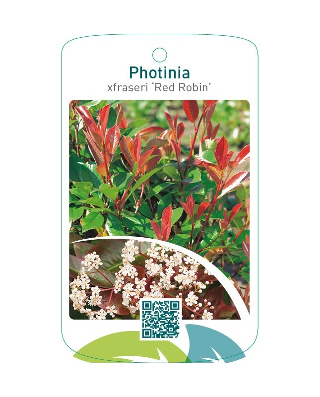 Photinia xfraseri ‘Red Robin’