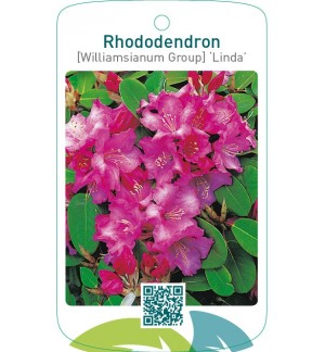 Rhododendron [Williamsianum Group] ‘Linda’