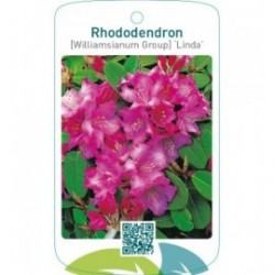 Rhododendron [Williamsianum Group] ‘Linda’