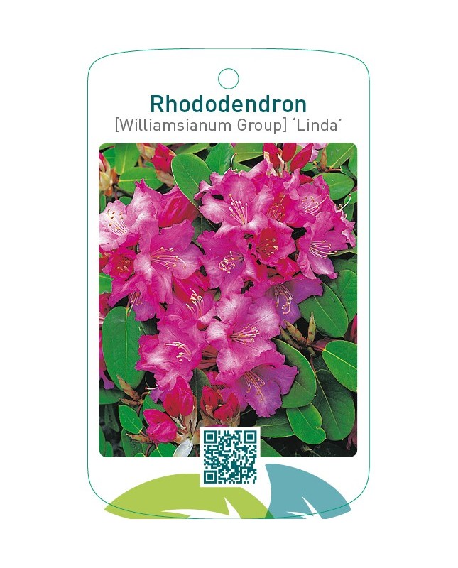 Rhododendron [Williamsianum Group] ‘Linda’