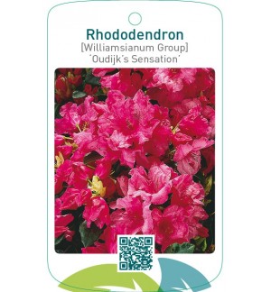 Rhododendron [Williamsianum Group] ‘Oudijk’s Sensation’
