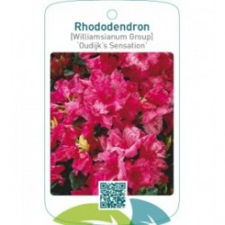 Rhododendron [Williamsianum Group] ‘Oudijk’s Sensation’