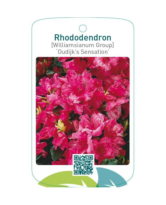 Rhododendron [Williamsianum Group] ‘Oudijk’s Sensation’
